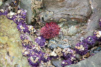 tide pool, California