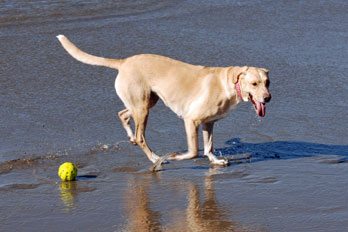 Dog on Dillon Beach, Marin County, CA