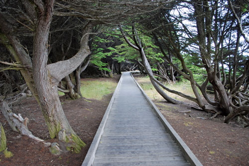 MacKerricher State Park boardwalk, Mendocino County, CA