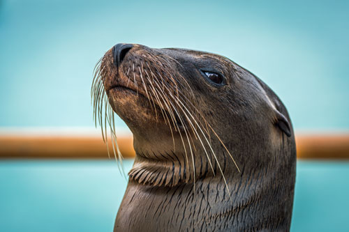 Sea lion