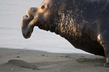 elephant seal, Piedras Blancas rookery, San Luis Obispo County, CA