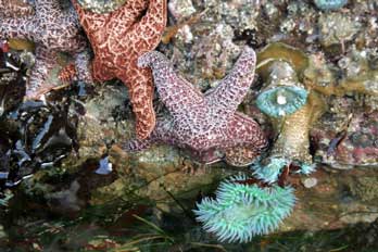 tide pools